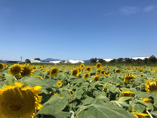 向日葵の風景