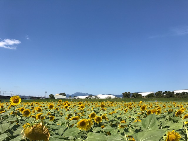 向日葵の風景