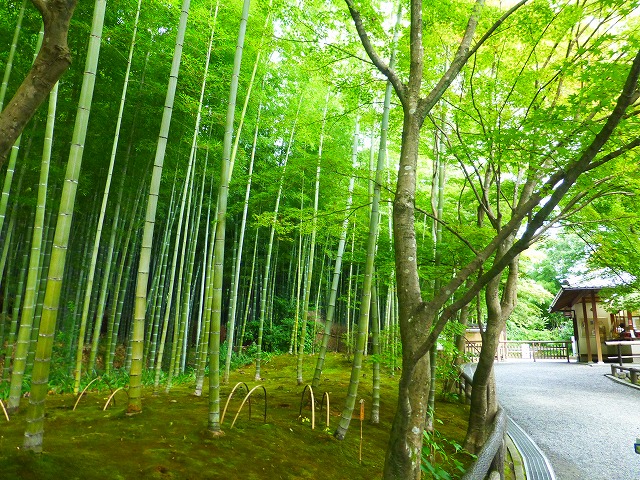 竹林の風景