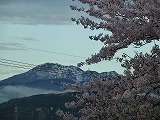 桜と伊吹山
