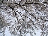 飛騨宮内の駅の桜