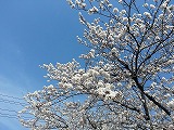 大垣・水門川の桜
