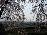揖斐・池田山の枝垂桜