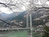 揖斐峡の桜